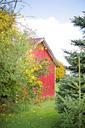 barn-red-wood-red-barn-rustic-554152.jpg