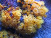 aquarium-monaco-anemone-1175066.jpg