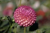 dalia-flower-pink-sphere-1567201.jpg