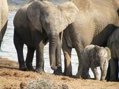 safari-africa-animal-elephant-979125.jpg