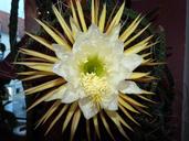 cactus-flower-close-potted-plant-1614790.jpg