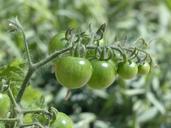 tomatoes-green-immature-fruit-115341.jpg