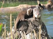 otter-zoo-rhino-life-together-92310.jpg