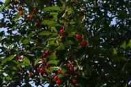 cherries-red-fruit-ripe-tree-food-408701.jpg