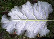 leaf-nature-fractal-geometry-gray-1637974.jpg