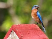 eastern-bluebird-bird-songbird-570499.jpg