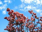 magnolia-magnolia-tree-pink-flower-1380311.jpg