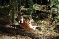 tiger-pair-predator-big-cat-461044.jpg