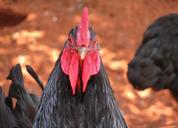 rooster-black-cock-chicken-birds-89099.jpg