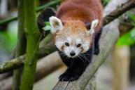 Red_Panda.jpg