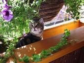 young-kittens-flowers-summer-664523.jpg