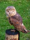 barn-owl-predator-these-albums-443755.jpg