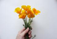 poppies-california-poppy-orange-1438874.jpg