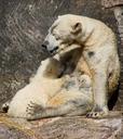 polar-bear-polar-bear-cub-spring-678127.jpg