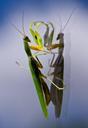 praying-mantis-mantid-mantis-insect-425191.jpg