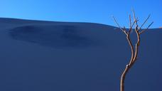 dune-sand-tree-lonely-andes-74567.jpg