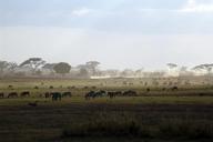 safari-kenya-africa-national-park-1029079.jpg