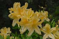 rhododendron-jeli-arboretum-1595419.jpg