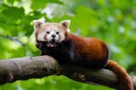 Red_Panda.jpg