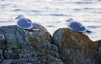 seagulls-victoria-bc-ocean-rocks-1223296.jpg