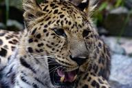 leopard-colors-nature-1260919.jpg