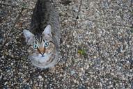 cat-feline-tabby-domestic-pet-1209958.jpg