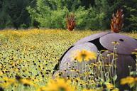 summer-meadow-art-field-yellow-676010.jpg