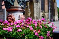 fountain-water-geranium-flowers-1117272.jpg