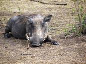 warthog-savannah-hauer-uganda-ugly-1536875.jpg