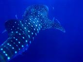 rock-sail-whale-shark-thailand-1313999.jpg