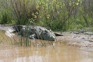 crocodile-nile-lake-chamo-ethiopia-945304.jpg