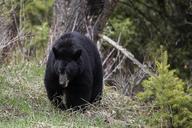 Roadside_black_bear,_Blacktail_Deer_Plateau.jpg