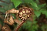 fern-closed-fern-nature-green-1544902.jpg