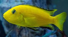 aquarium-cichlid-mouthbrooders-1477385.jpg