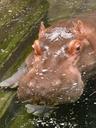 hippopotamus-hippo-paarhufer-mammal-91181.jpg