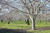 orchard-agriculture-trees-1152592.jpg