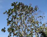 teak-tree-tectona-grandis-deciduous-253195.jpg