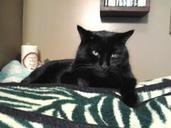 pet-cat-black-domestic-feline-543104.jpg