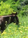 donkey-cyprus-animal-brown-field-708072.jpg