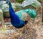 peacock-plumage-color-green-blue-454518.jpg