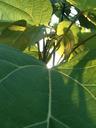 green-leaf-sun-tree-nature-600030.jpg