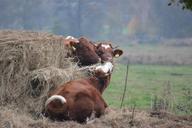 cows-cattle-animal-pasture-557114.jpg