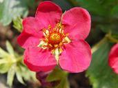 strawberry-flower-red-spring-fruit-347570.jpg