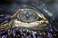 eye-alligator-south-america-reptile-638740.jpg