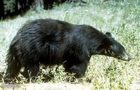 Ursus americanus black bear.jpg