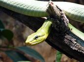 reptile-snake-animal-scale-97244.jpg