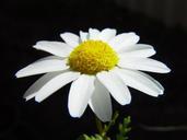 Daisy on dark background.jpg