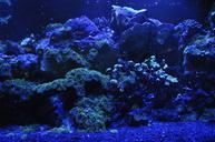 coral-reef-sea-blue-water-aquarium-692957.jpg