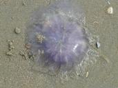 jellyfish-blue-jellyfish-57567.jpg