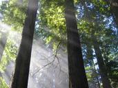 trees-mystical-atmospheric-light-637128.jpg